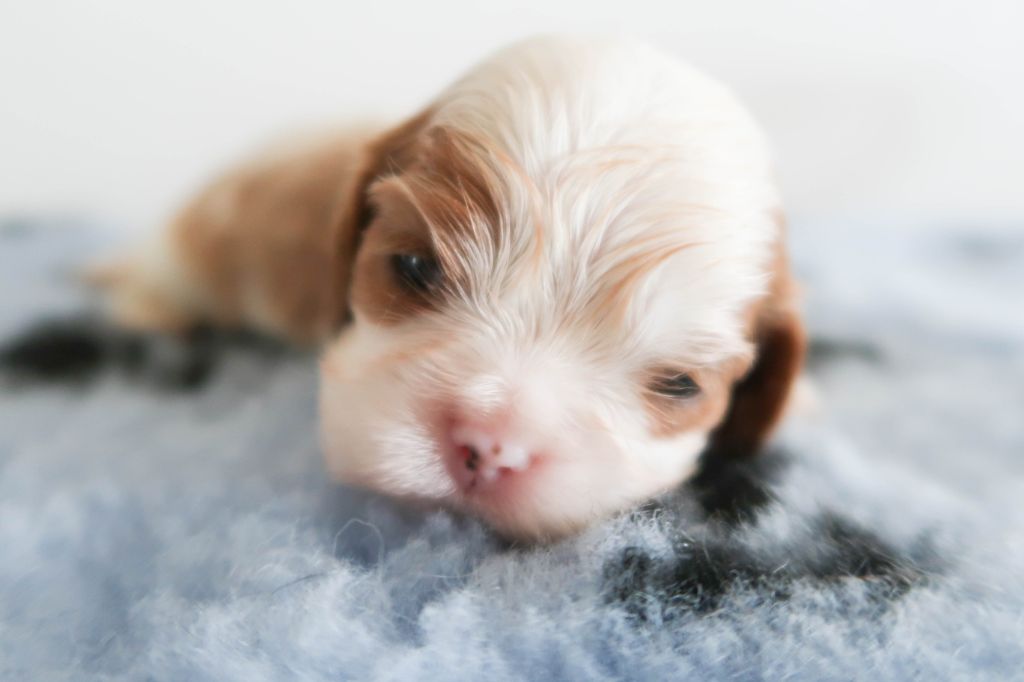 Dixie's Legacy - Chiot disponible  - Cavalier King Charles Spaniel