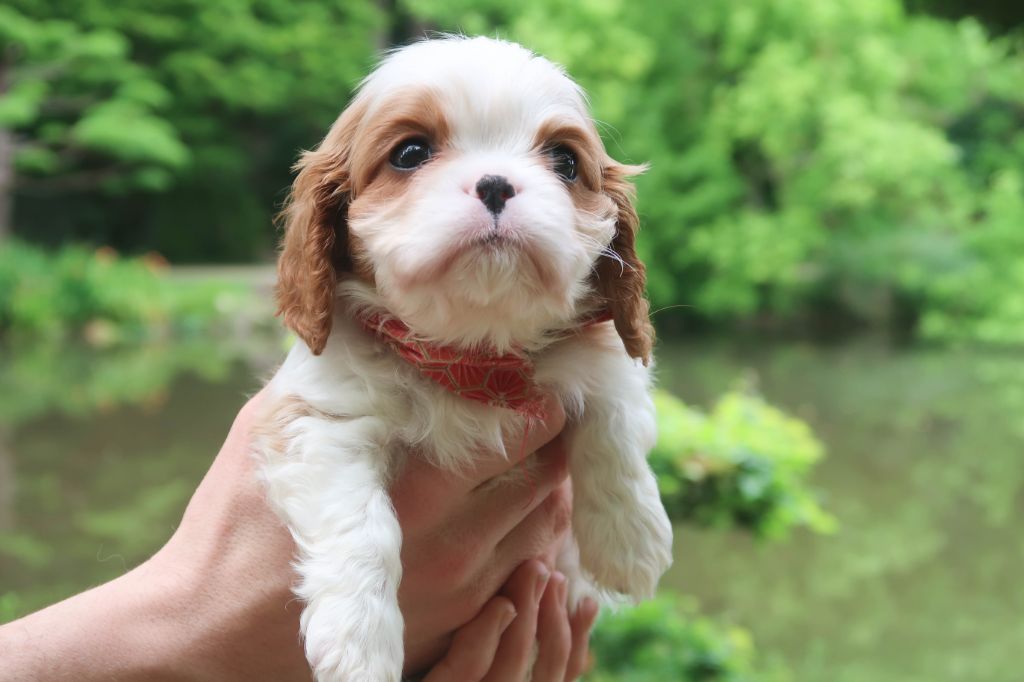 Dixie's Legacy - Chiot disponible  - Cavalier King Charles Spaniel