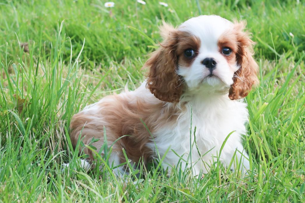 Dixie's Legacy - Chiot disponible  - Cavalier King Charles Spaniel