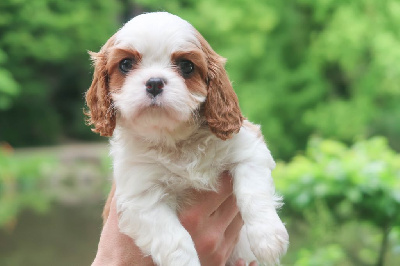 Dixie's Legacy - Cavalier King Charles Spaniel - Portée née le 15/04/2024