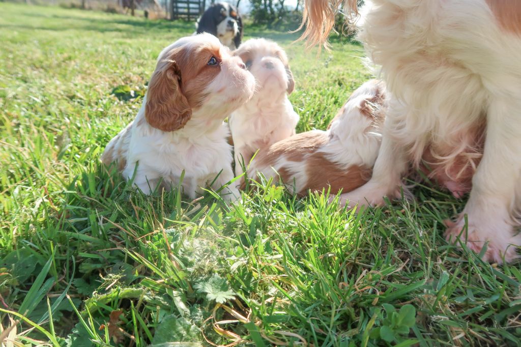 chiot Cavalier King Charles Spaniel Dixie's Legacy