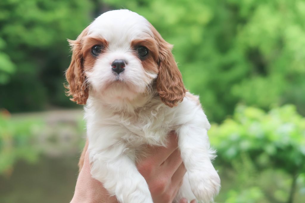 chiot Cavalier King Charles Spaniel Dixie's Legacy