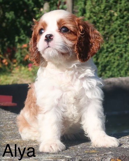 Dixie's Legacy - Chiots disponibles - Cavalier King Charles Spaniel