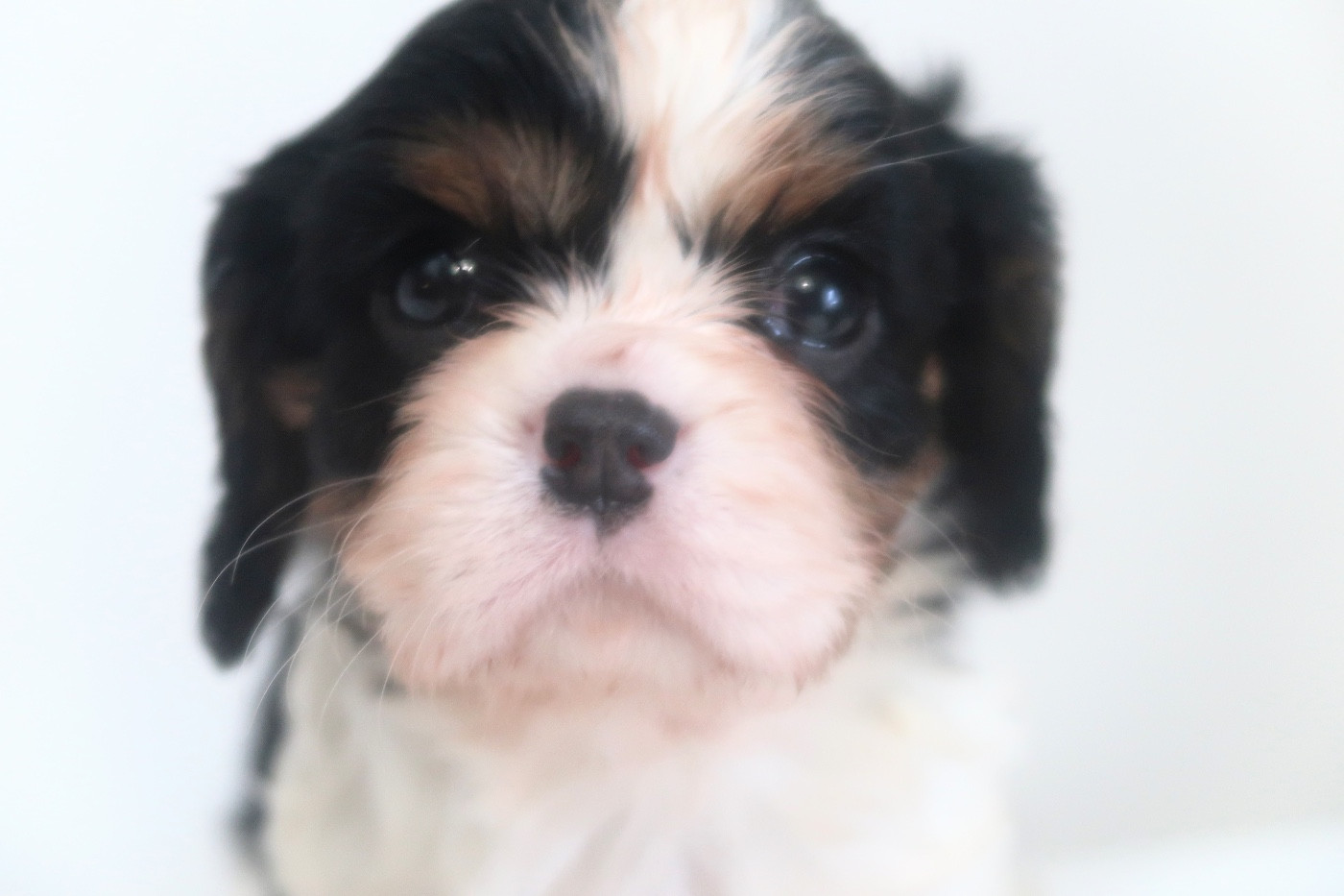 Dixie's Legacy - Chiots disponibles - Cavalier King Charles Spaniel