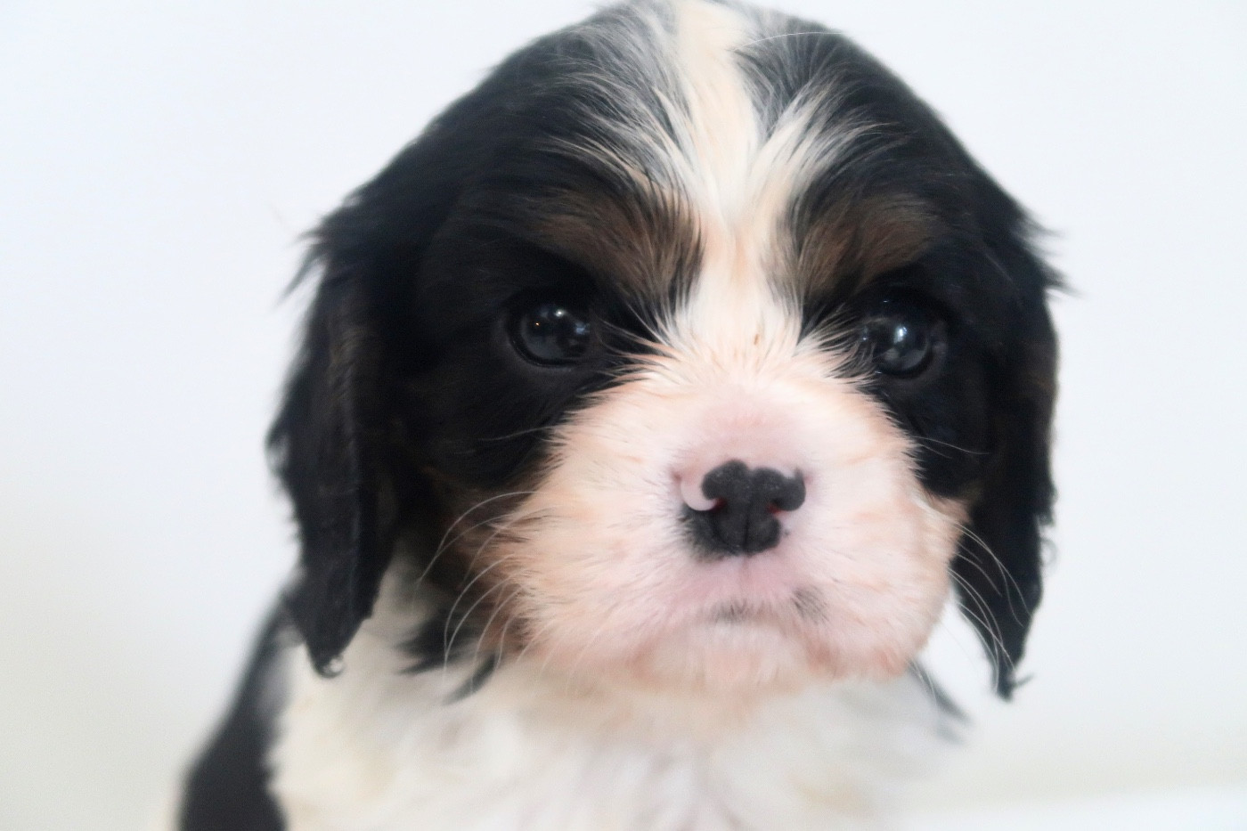 Dixie's Legacy - Chiots disponibles - Cavalier King Charles Spaniel