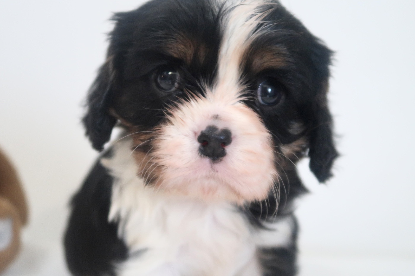 Dixie's Legacy - Chiots disponibles - Cavalier King Charles Spaniel