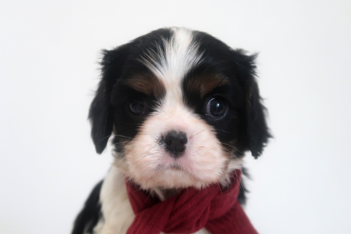 Dixie's Legacy - Chiots disponibles - Cavalier King Charles Spaniel