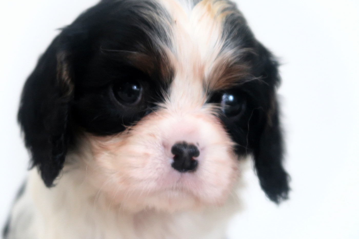 Dixie's Legacy - Chiots disponibles - Cavalier King Charles Spaniel