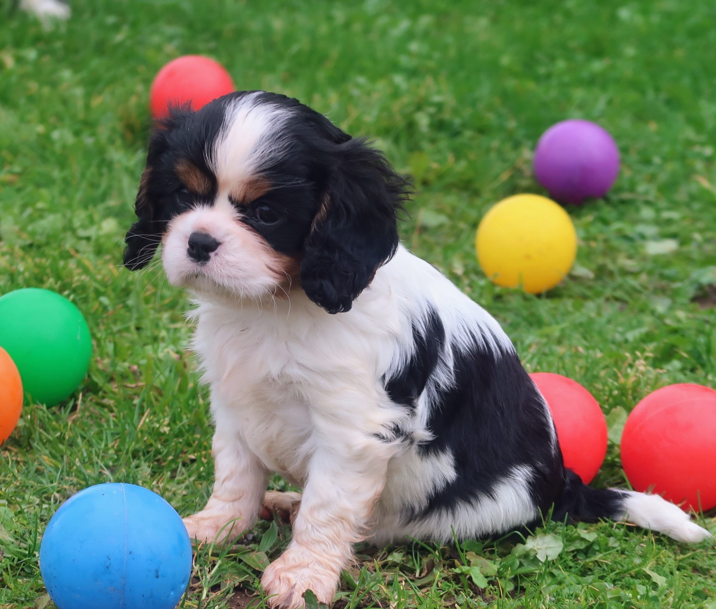 Dixie's Legacy - Chiots disponibles - Cavalier King Charles Spaniel