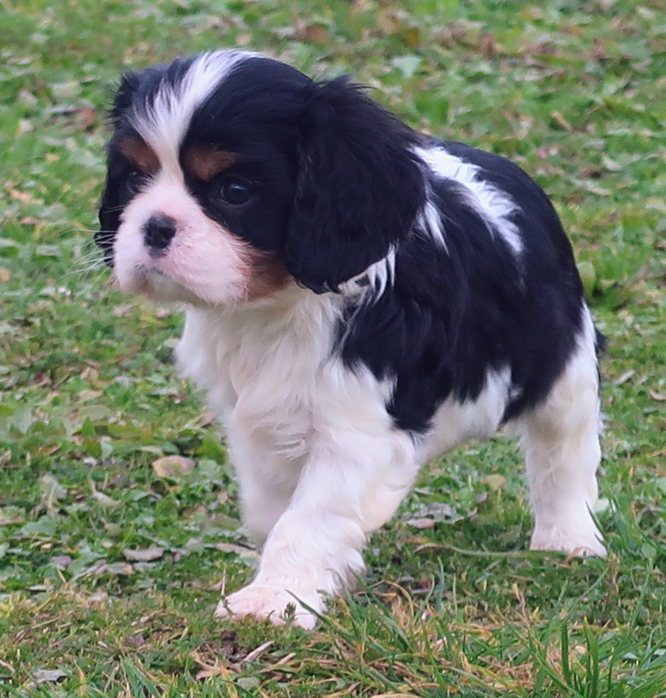 Dixie's Legacy - Chiots disponibles - Cavalier King Charles Spaniel