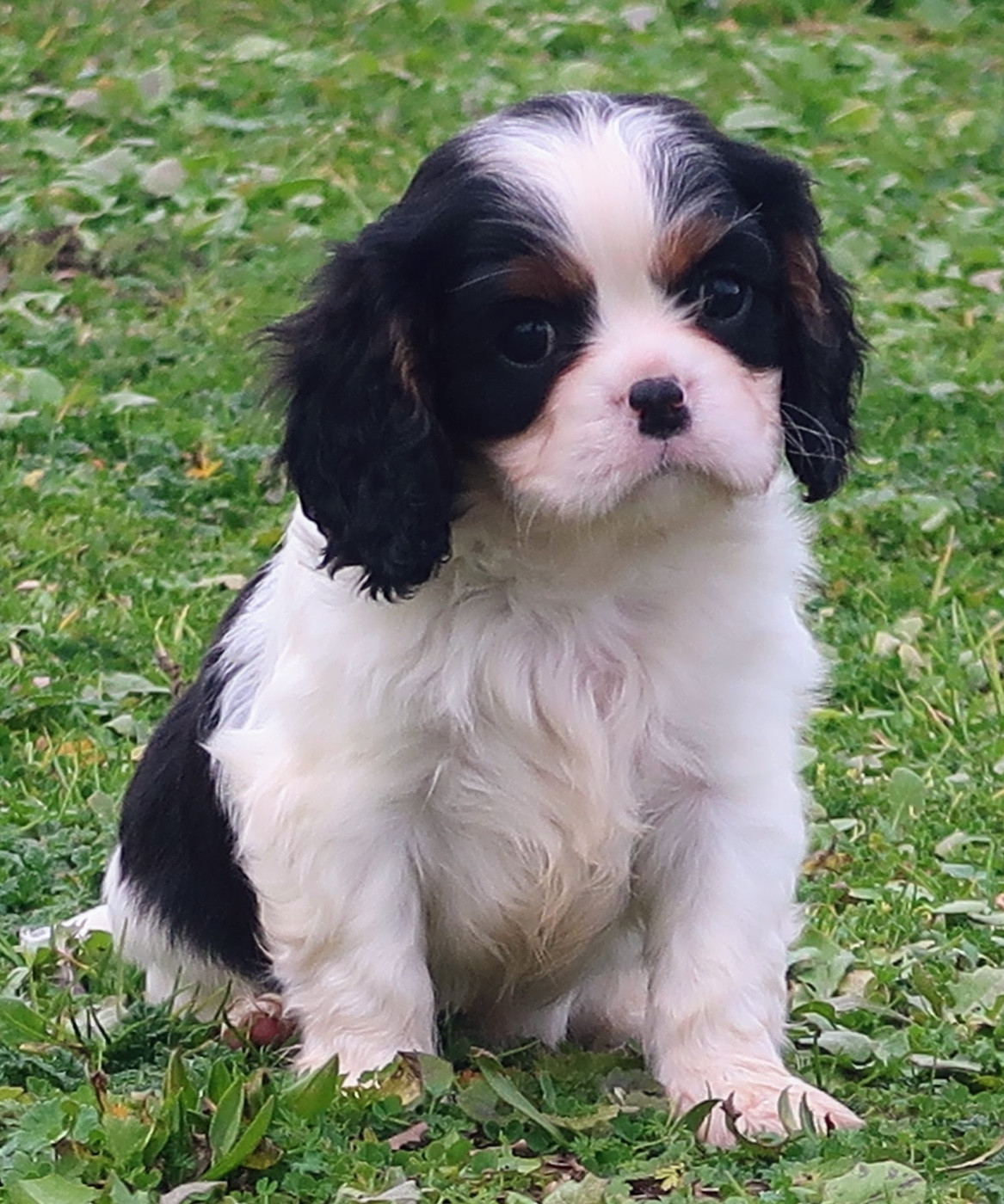 Dixie's Legacy - Chiots disponibles - Cavalier King Charles Spaniel