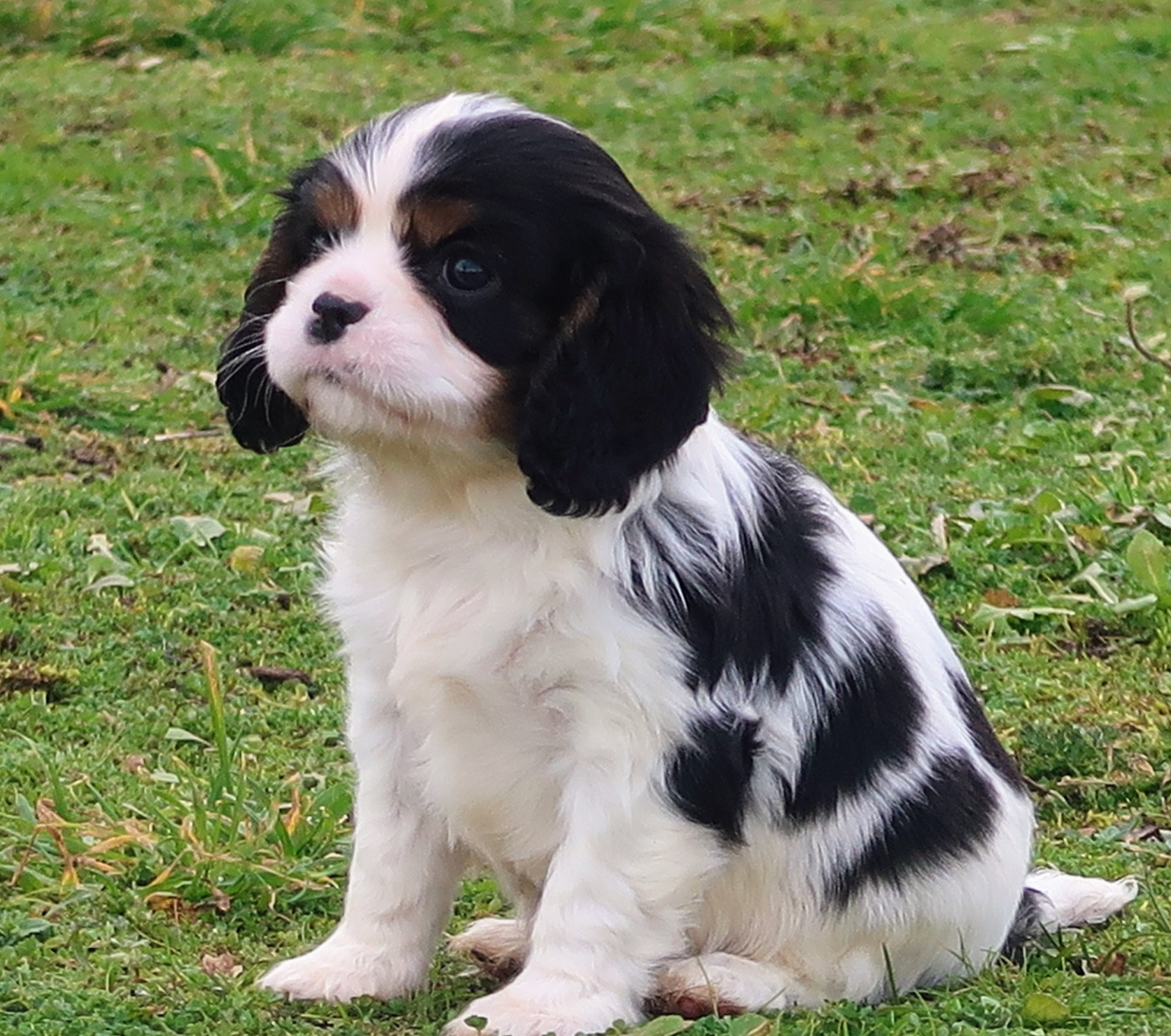 Dixie's Legacy - Chiots disponibles - Cavalier King Charles Spaniel