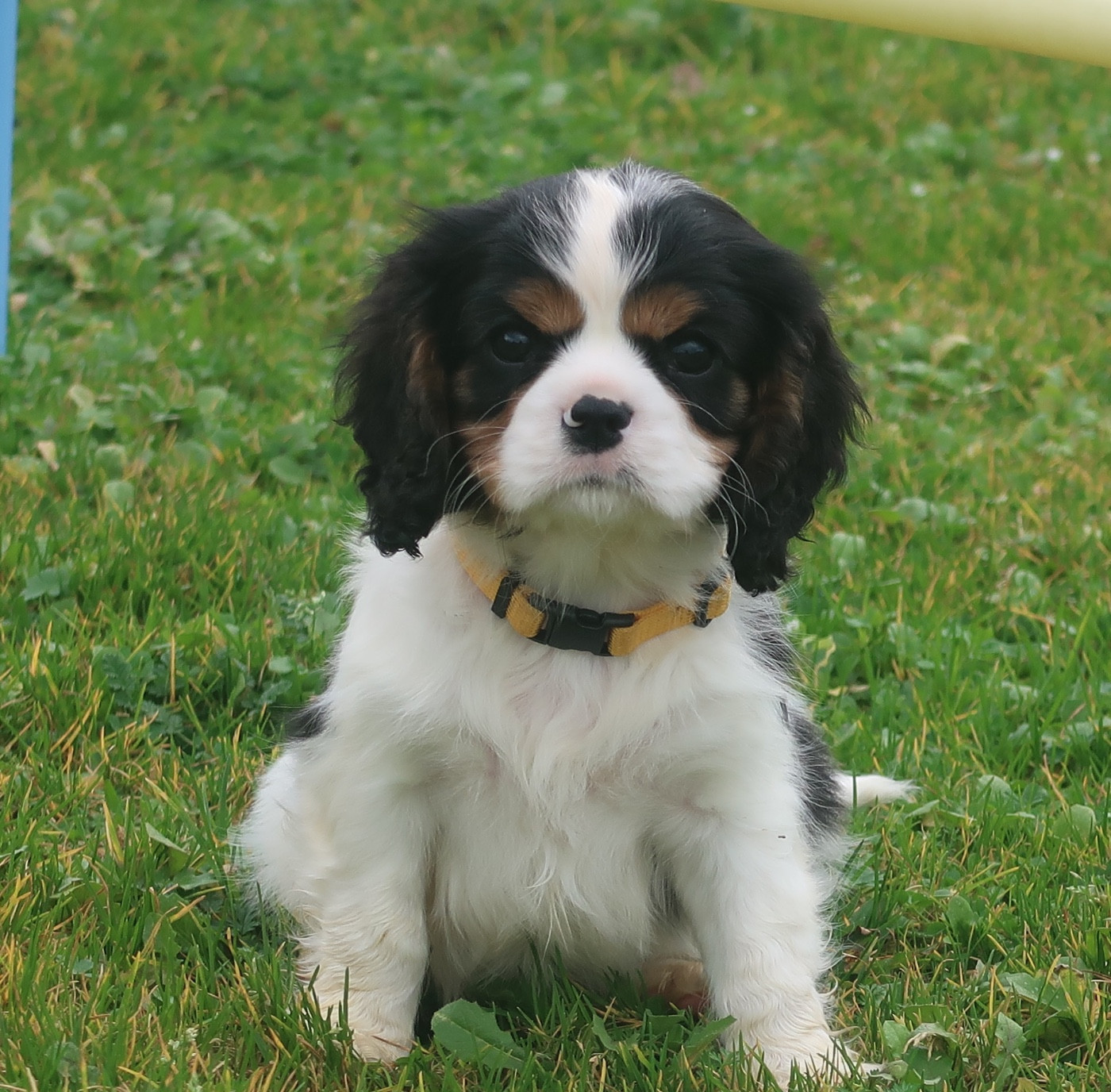 Dixie's Legacy - Chiots disponibles - Cavalier King Charles Spaniel