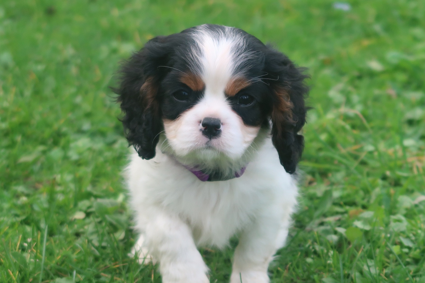Dixie's Legacy - Chiots disponibles - Cavalier King Charles Spaniel
