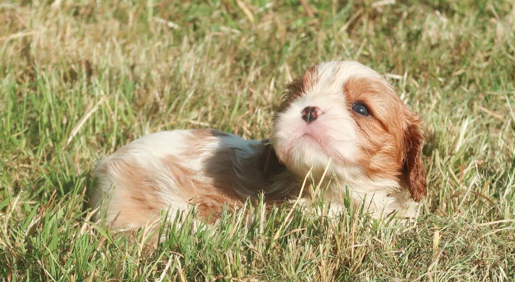 Dixie's Legacy - Chiots disponibles - Cavalier King Charles Spaniel
