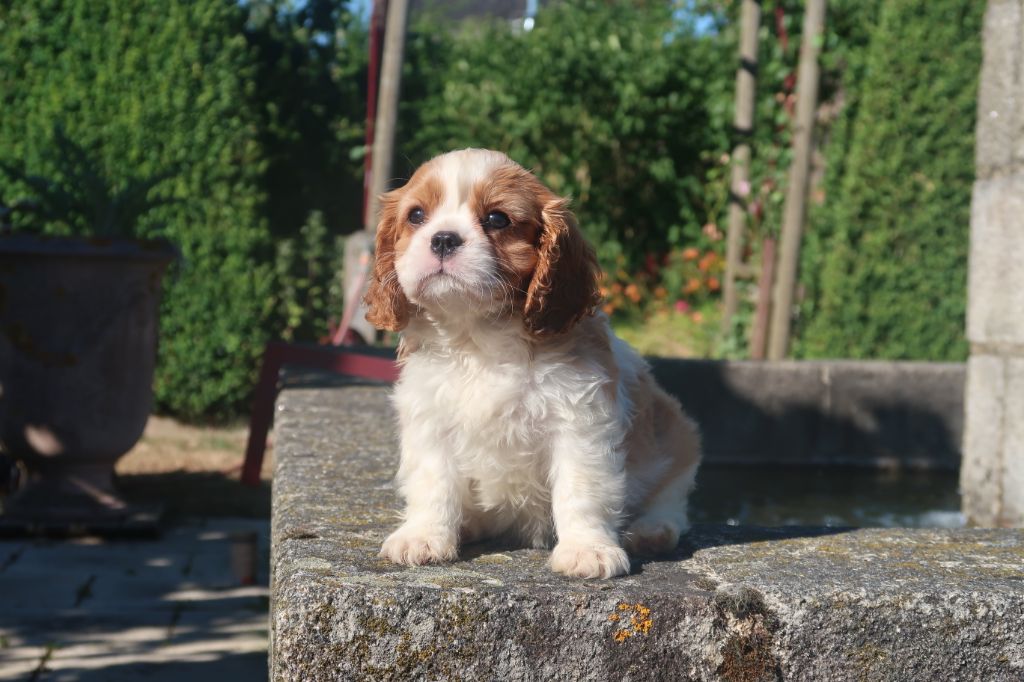 Dixie's Legacy - Chiots disponibles - Cavalier King Charles Spaniel