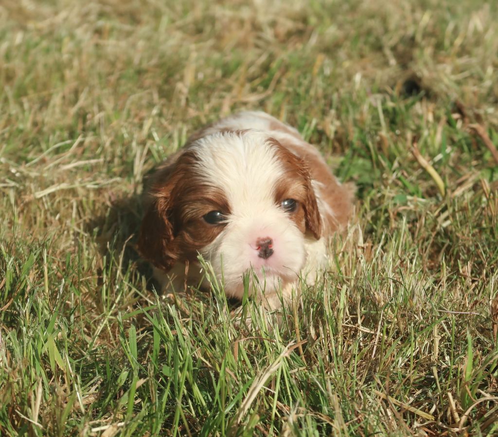 Dixie's Legacy - Chiots disponibles - Cavalier King Charles Spaniel