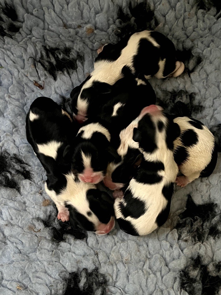 Dixie's Legacy - Chiots disponibles - Cavalier King Charles Spaniel