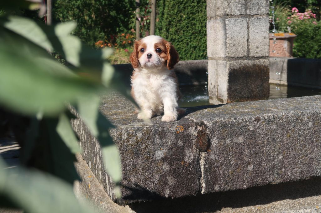Dixie's Legacy - Chiots disponibles - Cavalier King Charles Spaniel