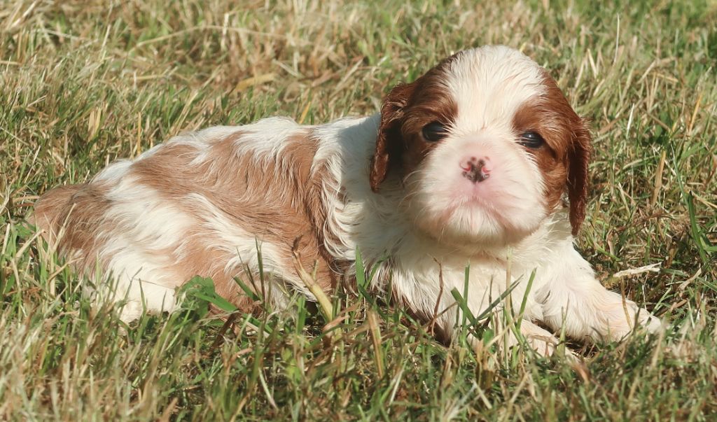 Dixie's Legacy - Chiots disponibles - Cavalier King Charles Spaniel