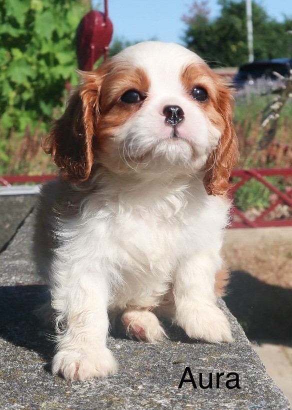 Dixie's Legacy - Chiots disponibles - Cavalier King Charles Spaniel