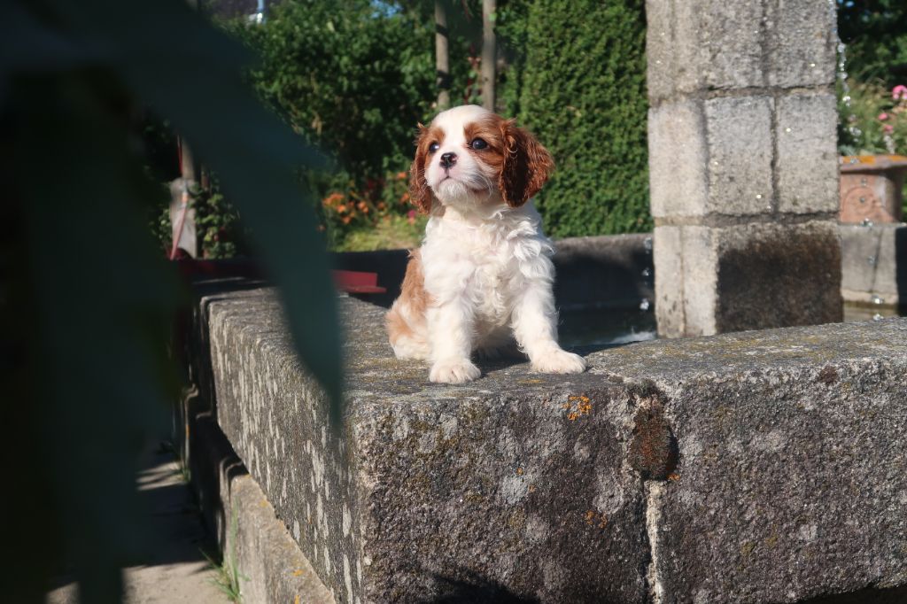 Dixie's Legacy - Chiots disponibles - Cavalier King Charles Spaniel