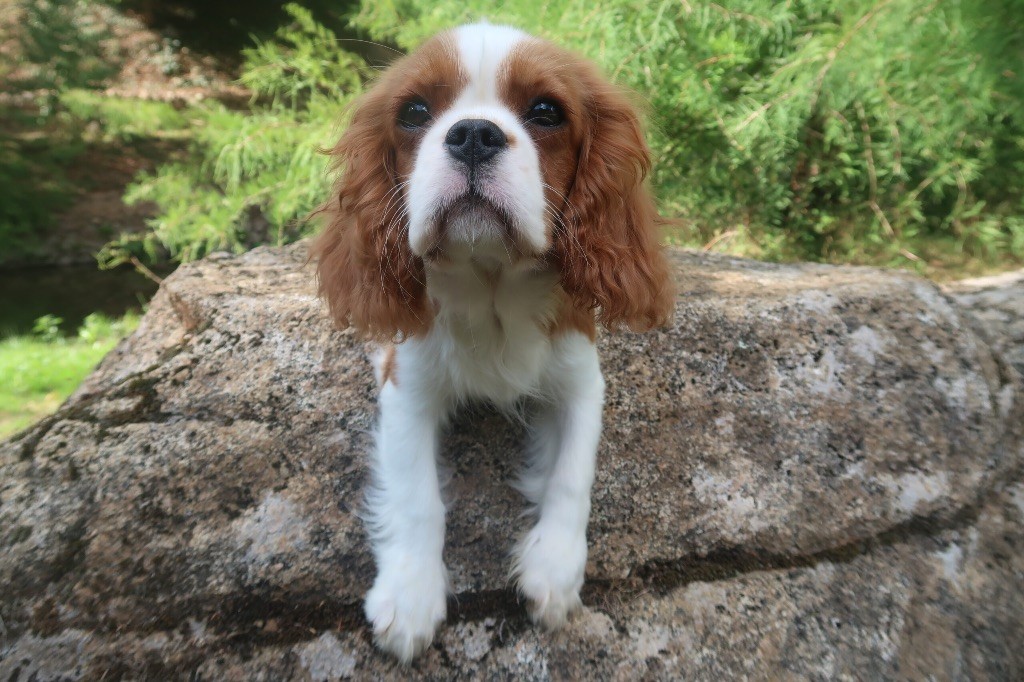 Dixie's Legacy - Chiots disponibles - Cavalier King Charles Spaniel