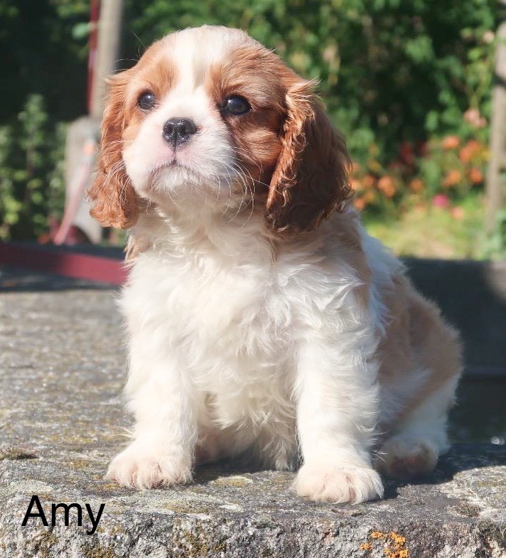 Dixie's Legacy - Chiots disponibles - Cavalier King Charles Spaniel
