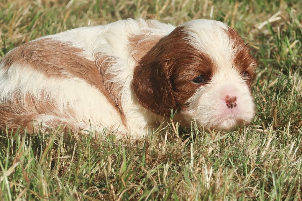 Dixie's Legacy - Chiots disponibles - Cavalier King Charles Spaniel