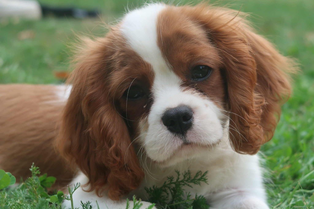 Dixie's Legacy - Chiots disponibles - Cavalier King Charles Spaniel
